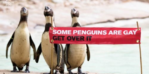 Ζωολογικός κήπος: «Κάποιοι πιγκουίνοι είναι γκέι, ξεπέρασέ το»