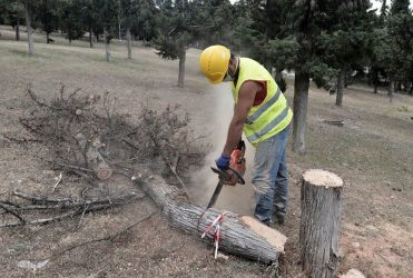 Κόπηκαν 77 ξηρά δέντρα στο Δημοτικό Άλσος Συκεών