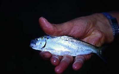 Λιπαριά: Το Σάββατο η γιορτή για το ψάρι που ζει μόνο στην λίμνη Βόλβη