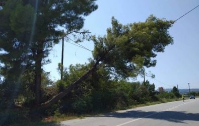 Κασσάνδρα: Έπεσε δέντρο σε καλώδια της ΔΕΗ