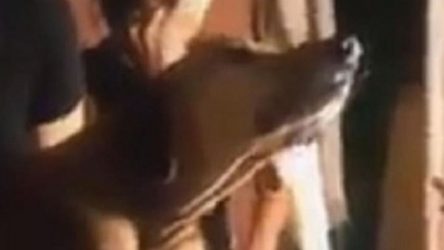 Σκύλος θρηνεί πάνω από το φέρετρο του ιδιοκτήτη του (ΒΙΝΤΕΟ)