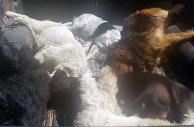 Κτηνωδία: Σκότωσαν με φριχτό τρόπο οκτώ σκυλιά (ΦΩΤΟ)