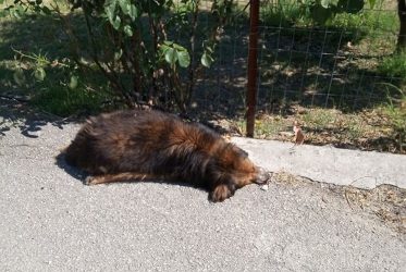 Γιαννιτσά: Χρηματική ανταμοιβή για τον εντοπισμό του “δολοφόνου” των αδέσποτων