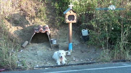 Ιστορία που συγκλονίζει: Σκύλος ζει στο σημείο που σκοτώθηκε το αφεντικό του (ΒΙΝΤΕΟ)