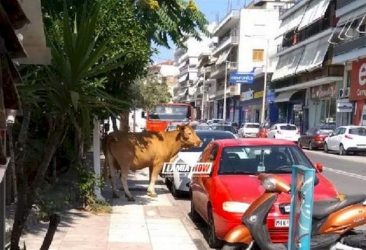 Ταύρος …μαινόμενος έκανε βόλτες στους δρόμους της Λαμίας