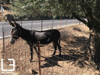 Καρπενήσι: Στο δικαστήριο 80χρονη επειδή δεν έκοψε τα νύχια στο γαϊδούρι της!