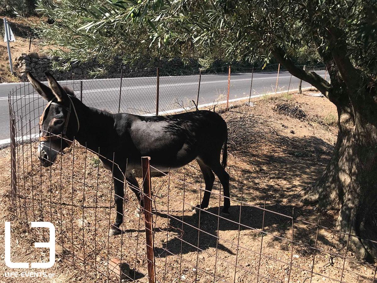 gaidouri gaidourakia pastouroma mitilini lesvos zoa vasanistiria