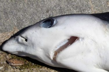 Νεκρός καρχαρίας σε λιμάνι της Θράκης