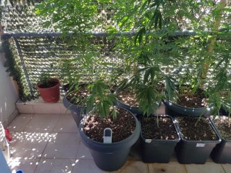 Θεσσαλονίκη: Καλλιεργούσε κάνναβη για εμπορία σε γλάστρες στο μπαλκόνι του σπιτιού του (ΦΩΤΟ)