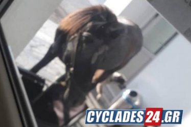 Με αεροπλάνο ήθελε να ταξιδέψει ένα άλογο στη Νάξο (ΦΩΤΟ)