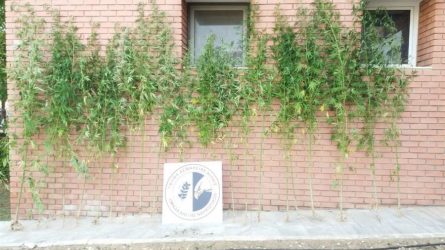 Θεσσαλονίκη: Πατέρας και γιος καλλιεργούσαν δενδρύλλια κάνναβης στην αυλή του σπιτιού τους