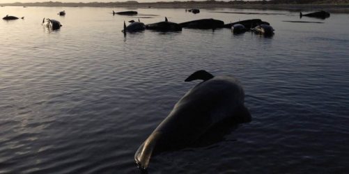 Σχεδόν 50 φάλαινες “πιλότοι” εκβράσθηκαν στις νότιες ακτές της Ισλανδίας