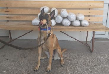Σκύλος της αστυνομίας ανακαλύπτει κρυμμένη κάνναβη και “χτυπάει” συναγερμό (ΒΙΝΤΕΟ)