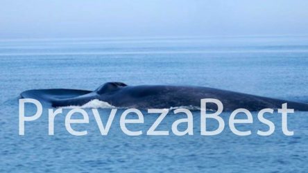 Σπάνιο φαινόμενο: Μια φάλαινα στην Πρέβεζα