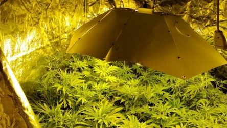 Θεσσαλονίκη: Καλλιεργούσε κάνναβη μέσα στο διαμέρισμά του