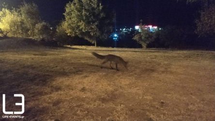 Θεσσαλονίκη: Αλεπού βγήκε για… βόλτα στην Πυλαία (ΒΙΝΤΕΟ)