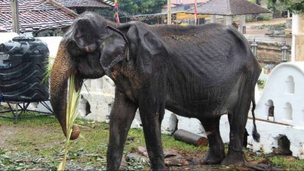 Πέθανε ο αποστεωμένος ελέφαντας της Σρι Λάνκα