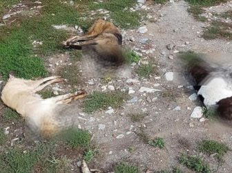 Απίστευτη κτηνωδία: Περισσότερα από 50 σκυλιά νεκρά από φόλες στη Φλώρινα