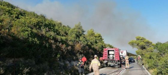 Μέλισσες επιτέθηκαν σε πυροσβέστες που έσβηναν τη φωτιά στη Ζάκυνθο