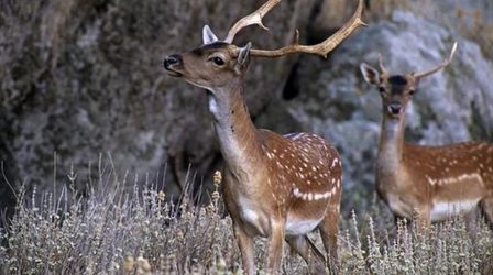 Νεκρό ελάφι που το τάισαν γαριδάκια, τυρόπιτες και σάντουιτς