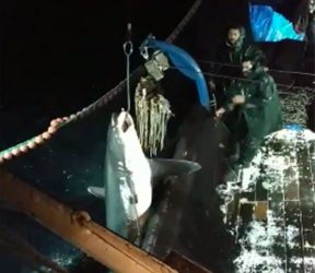 Καβάλα: Απίστευτη ψαριά – έπιασαν καρχαρία (ΒΙΝΤΕΟ)