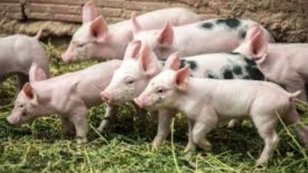 Σουφλί: Μέτρα για την αφρικάνικη πανώλη στα γουρούνια