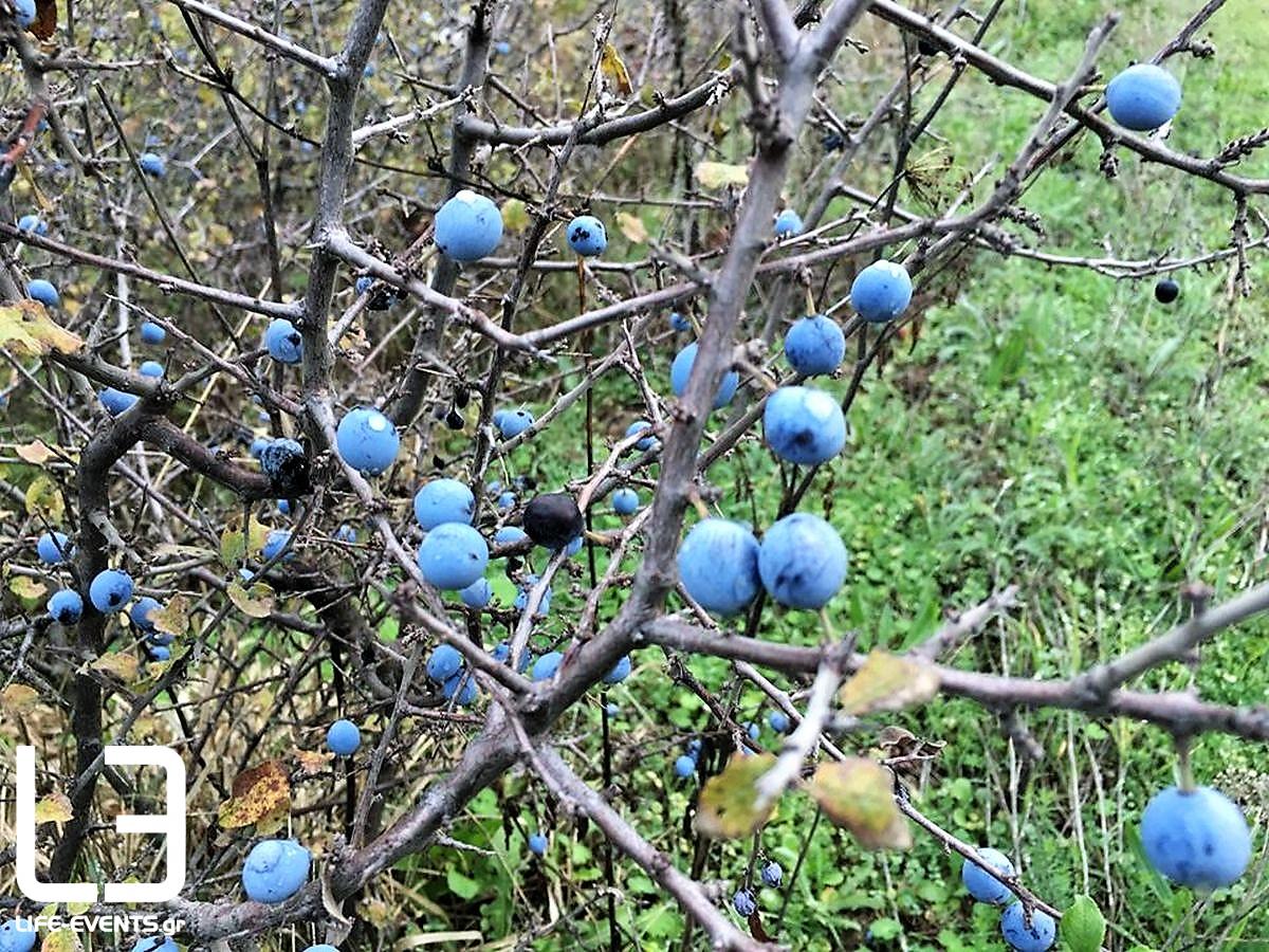 prouna tsapournia tamnos fysi ellada karpos frouta agros votana idiotites therapeutikes idiotites