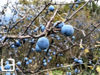 Προύνα ή τσάπουρνα: Ενα super food της ελληνικής γης που τα… έχει όλα! (ΦΩΤΟ)