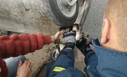 Πέλλα: Η Πυροσβεστική απεγκλώβισε γάτα από κάδο απορριμάτων (ΦΩΤΟ)
