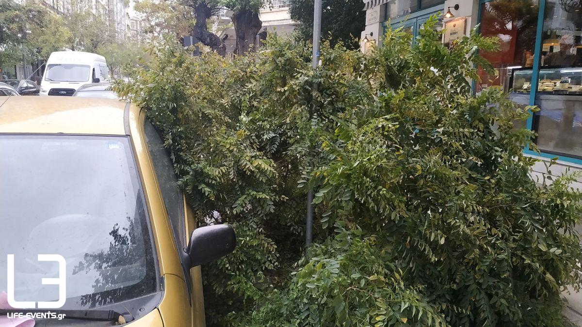 ptosi dentrou thessaloniki