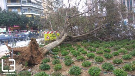 Θεσσαλονίκη: Επεσαν και πάλι δέντρα στο κέντρο της πόλης
