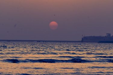 Στο «πόδι» όλη η Ρουμανία για τη διάσωση 14.600 προβάτων