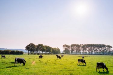 Σύγκρουση μεταξύ αγελάδας και Ι.Χ. στον Λαγκαδά Θεσσαλονίκης