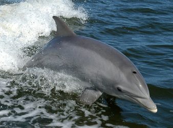 Χαλκιδική: Δελφίνια έκαναν… συγχρονισμένη κολύμβηση κοντά στην Βουρβουρού