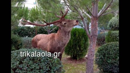 Ελάφι έκανε αμέριμνο τη βόλτα του σε αυλή σπιτιού