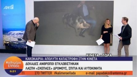 Δεν ξανάγινε! Γουρούνι δάγκωσε ρεπόρτερ του Παπαδάκη σε ζωντανή σύνδεση (ΒΙΝΤΕΟ)