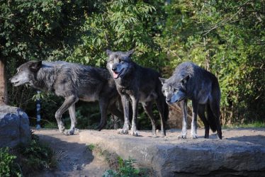 Θεσσαλονίκη: Λύκοι κατασπαράζουν σκύλους στο χωριό Μικρό Μοναστήρι