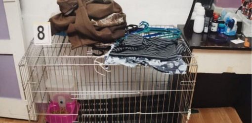 Ζευγάρι κρατούσε σε κλουβί γάτας τον πεντάχρονο γιο τους