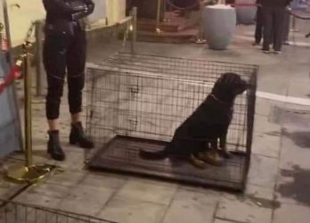 Σάλος στην Θεσσαλονίκη: Κέντρο διασκέδασης έβαλε σκυλιά σε… κλουβιά! (ΦΩΤΟ)