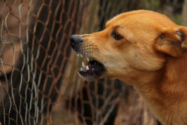 Αποζημίωση 2.000 ευρώ σε γυναίκα για δάγκωμα σκύλου