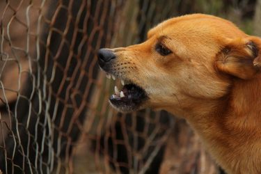 Παράνομη διακίνηση κυνηγόσκυλων στο Δήμο Δέλτα ερευνούν οι αρχές