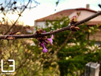 Θεσσαλονίκη: Ο καιρός «τρελάθηκε» και τα φυτά ανθίζουν στον Ασκό (ΦΩΤΟ)
