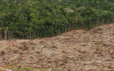 Αμαζόνιος: Η αποψίλωση έφτασε το 2020 στο υψηλότερο επίπεδο της