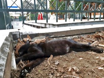 Φόλες στο κέντρο της πόλης και στο βάθος… χριστουγεννιάτικος διάκοσμος (ΦΩΤΟ)