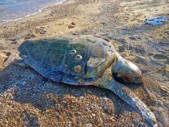 Τεράστια θαλάσσια χελώνα «ξεβράστηκε» νεκρή στην Καβάλα (ΦΩΤΟ)