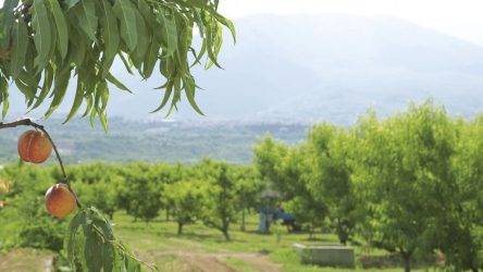 Αντιδράσεις από τους αγρότες της Νάουσας