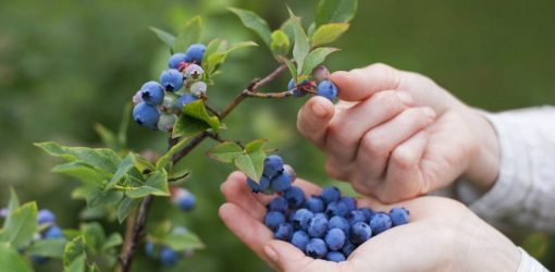 Καρποφόρα δέντρα στους δρόμους της Κοπεγχάγης με δωρεάν φρούτα για τους κατοίκους