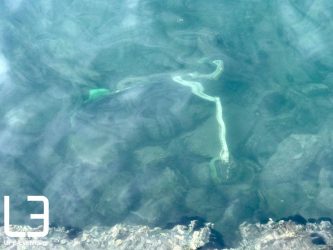 ΤΩΡΑ: Δύτες… ψαρεύουν ξανά πατίνια στο Θερμαϊκό!
