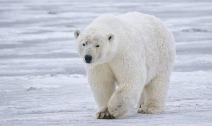 Πολικές αρκούδες προσπαθούν να σταθούν σε λιωμένους πάγους (ΒΙΝΤΕΟ)