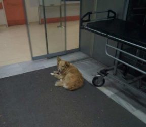 Η σκυλίτσα… Χάτσικο έξω από το νοσοκομείο του Βόλου